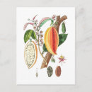 Recherche de cacao cartes postales Chocolat