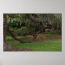 Suche nach eichen poster Baum