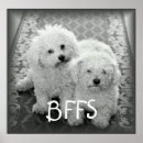 Suche nach beste freundinnen poster Hund
