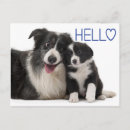 Suche nach collies postkarten Hunde