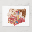 Suche nach menschliche anatomie postkarten Teil