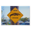 Suche nach amerikanischer alligator poster Florida