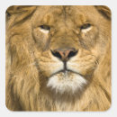 Suche nach panthera aufkleber Zoo