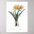 Suche nach amaryllis poster Botanisch