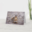 Suche nach nuss karten Liebe