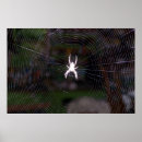 Suche nach spinnennetz poster Abstrakt