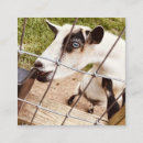 Recherche de yeux bleus cartes visite Photographie