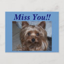 Recherche de yorkshire terrier cartes postales Rater