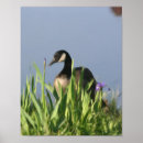 Suche nach wilde gans poster Natur