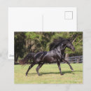 Suche nach lusitano postkarten Schwarz