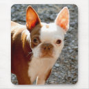 Recherche de compagnon tapis souris Canine