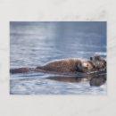 Suche nach seeotter postkarten Tier