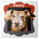 Recherche de races de chien carreaux Dachshund