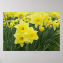 Recherche de daffodil posters Flore