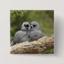 Recherche de hirondelles badges Faune