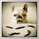 Recherche de taureau taureau posters Chiot