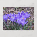 Suche nach krokus postkarten Frühling