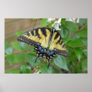 Recherche de insecte posters Oriental