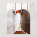 Suche nach kanarienvogel postkarten Haustier