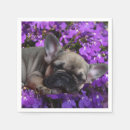 Recherche de bouledogue francais serviettes Chiot