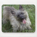 Recherche de cairn tapis souris Chien