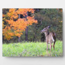 Suche nach hirsch fotoplatten Wildtiere