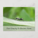 Recherche de fourmi noire cartes postales Fourmis