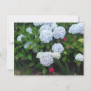Suche nach botanischer druck postkarten Blume