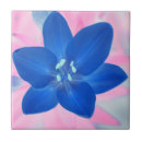 Suche nach rosa hintergrund fliesen Blume