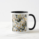 Recherche de jonquilles tasses Blanc