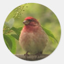 Recherche de finch autocollants Nature