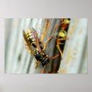 Suche nach wespen poster Tier