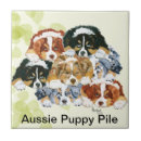 Recherche de berger australien carreaux Chien