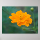 Suche nach schwefel poster Natur