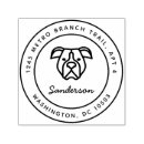 Recherche de amstaff Pitbull