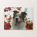 Recherche de chiens de berger australiens puzzles Mignon