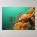 Suche nach diver poster Meer