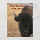 Recherche de le dakota cartes postales Faune