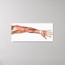 Suche nach menschlicher arm poster Sehnen