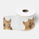 Recherche de chaton rubans Mignon
