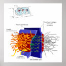 Recherche de biologie cellulaire posters Biochimie