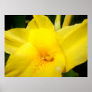 Recherche de canna posters Tropical