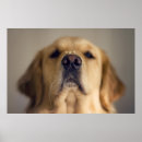 Recherche de grand nez posters Chien