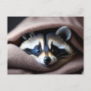 Recherche de cute raccoon cartes postales Animal sauvage