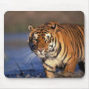 Suche nach großkatzen mousepads Tiger