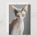 Recherche de chat sphinx vœux cartes Chat sans cheveux
