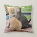 Suche nach kätzchen kissen Fotografie