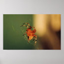 Recherche de orange amère posters Amer
