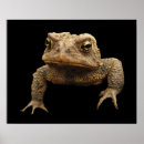 Suche nach kröte poster Wild lebende tiere