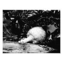 Suche nach wolf geist poster Natur